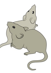 neurobehavioral mouse assays