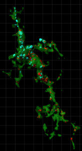 Microglial cell in visual system