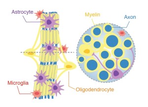 Fascicle cross section