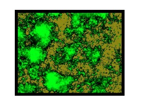 biofilm vaccine cholera